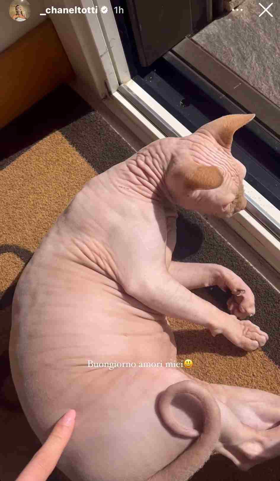 Gatti di Chanel Totti