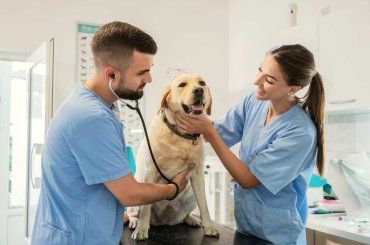 L’allarme dei veterinari, ecco cosa non fare al proprio cane