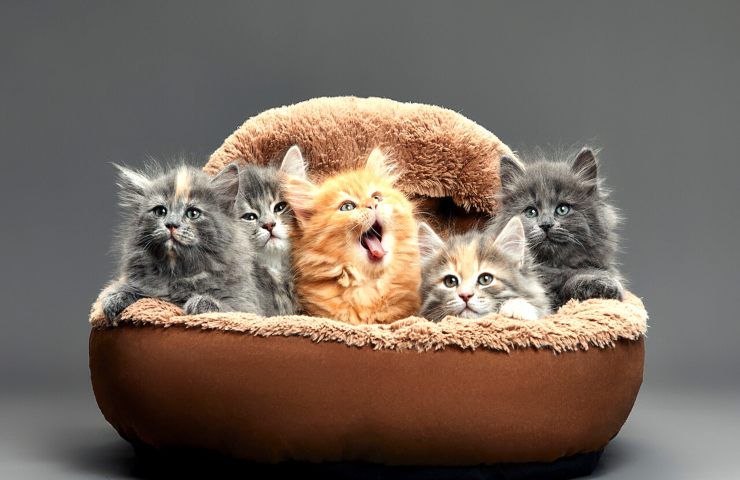 Gatti. Gatti.