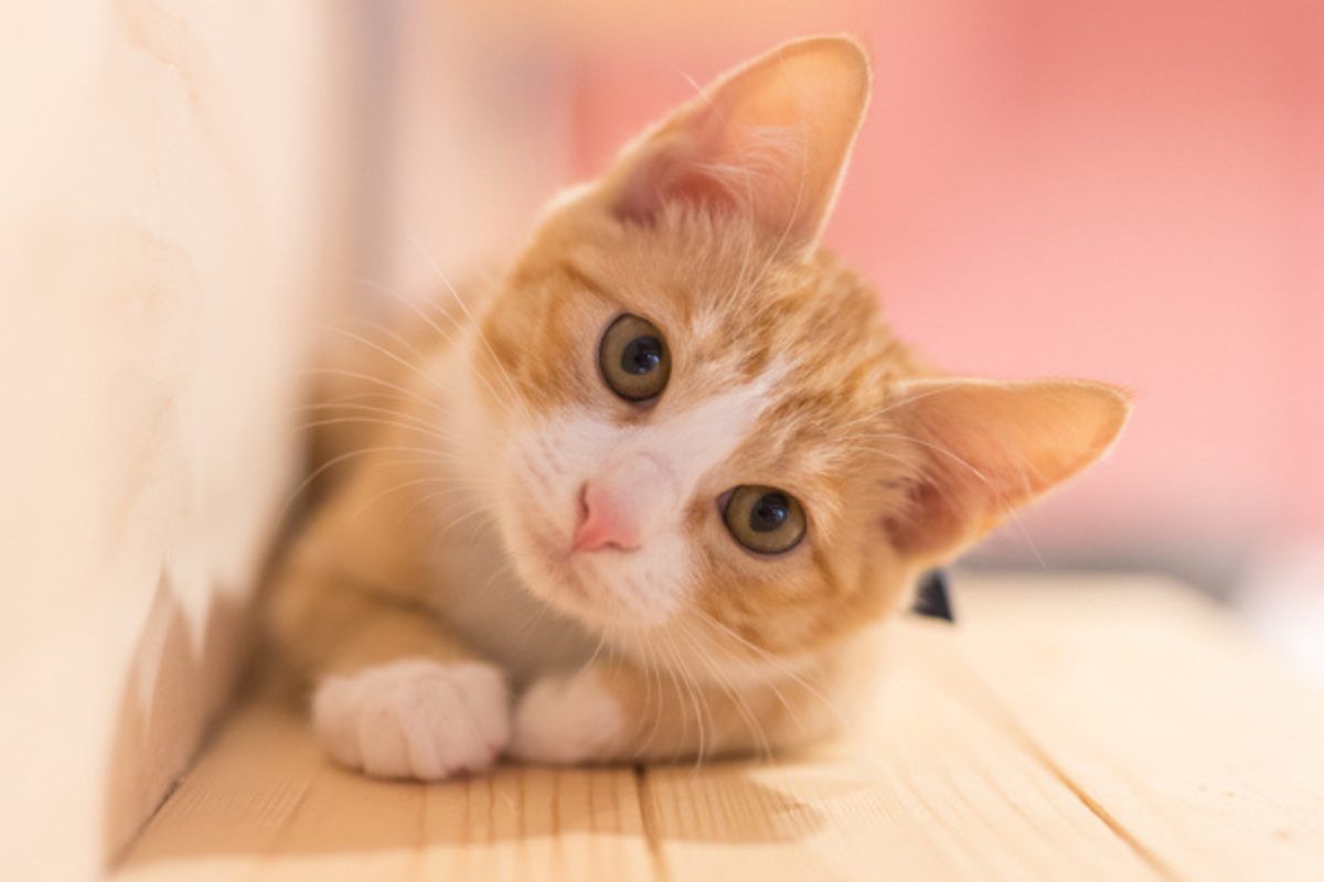 Gatto. Gatto.